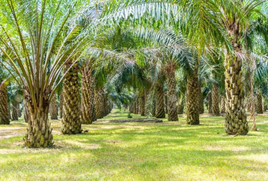 43119893-plantation-de-palmiers-à-huile-en-grandissant