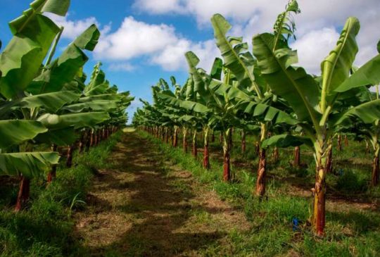 plantation de banane